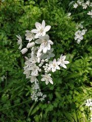 Allium neapolitanum