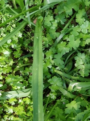 Allium neapolitanum