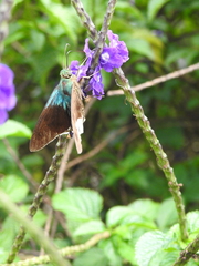 Astraptes