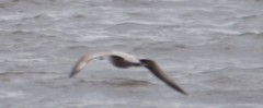 Larus argentatus