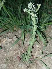 Lepidium campestre