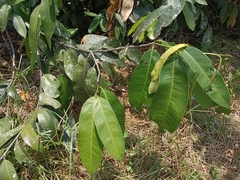 Samadera indica