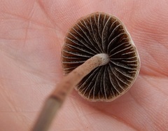 Panaeolus fimicola