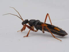 Rasahus hamatus