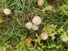 Panaeolus fimicola