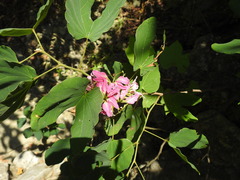 Bauhinia macranthera
