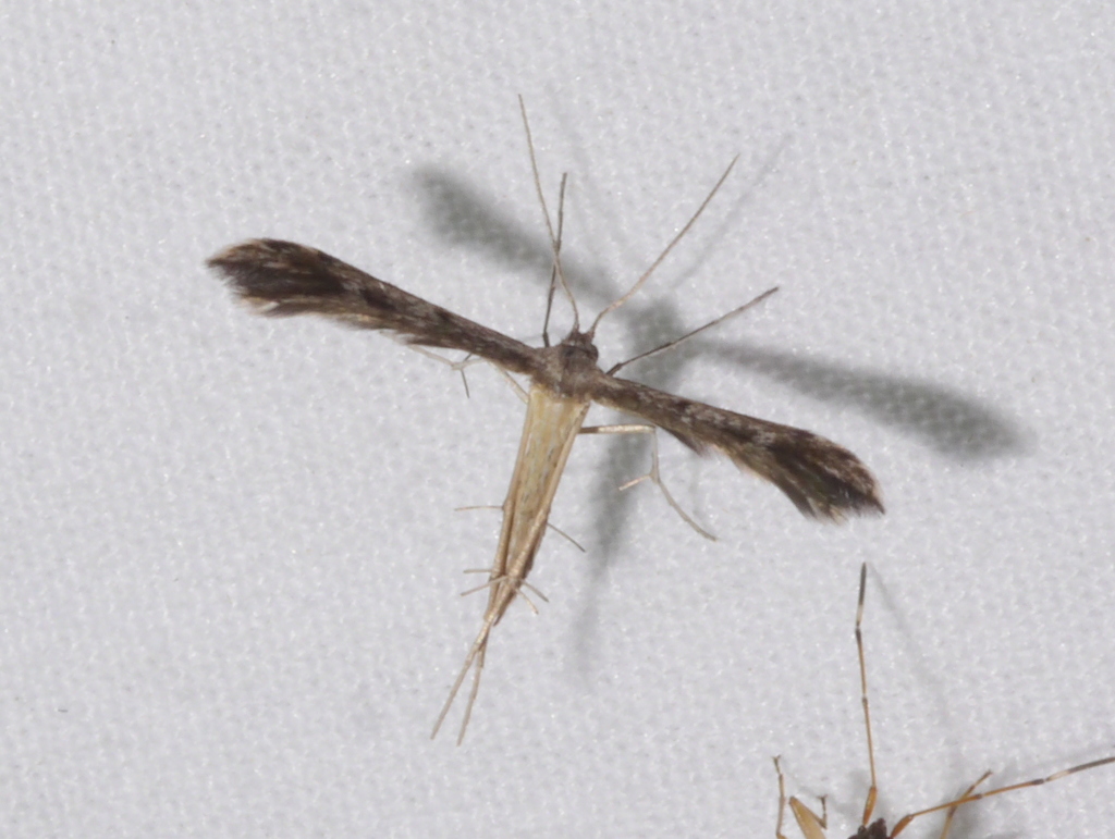 Kutis' Plume Moth