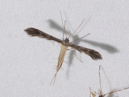 Kutis' Plume Moth