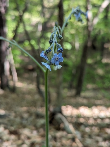 Andersonglossum virginianum, photograph 4