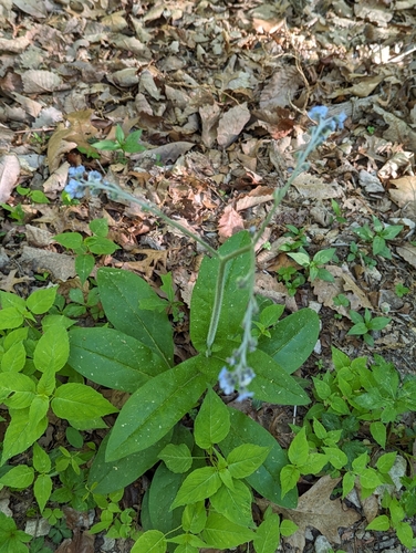 Andersonglossum virginianum, photograph 5