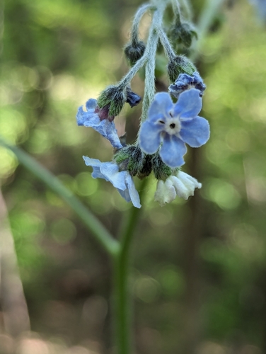 Andersonglossum virginianum, photograph 6