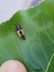 Harmonia axyridis