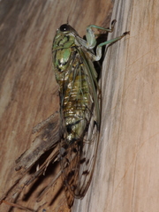 Neocicada hieroglyphica