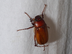 Phyllophaga crinita