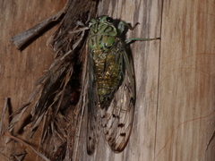 Neocicada hieroglyphica