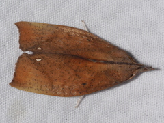 Goniapteryx servia