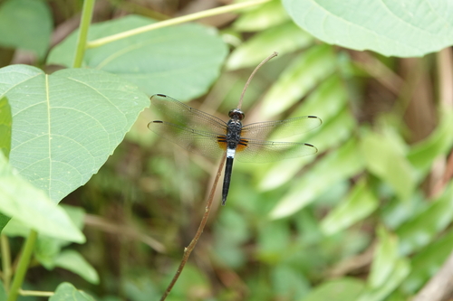 Saddled Jungleskimmer