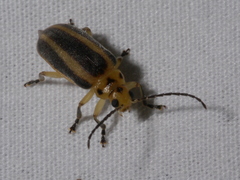 Derospidea brevicollis