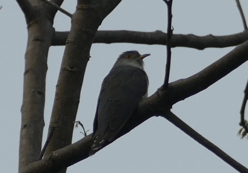 Himalayan Cuckoo