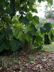 Alchornea