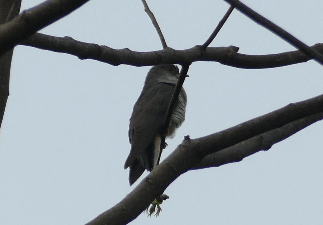 Himalayan Cuckoo
