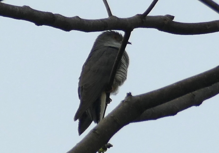 Himalayan Cuckoo