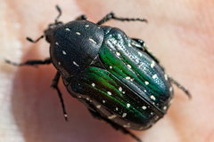 Leucocelis adspersa adspersa