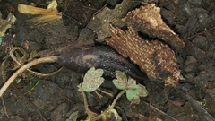 Limax maximus