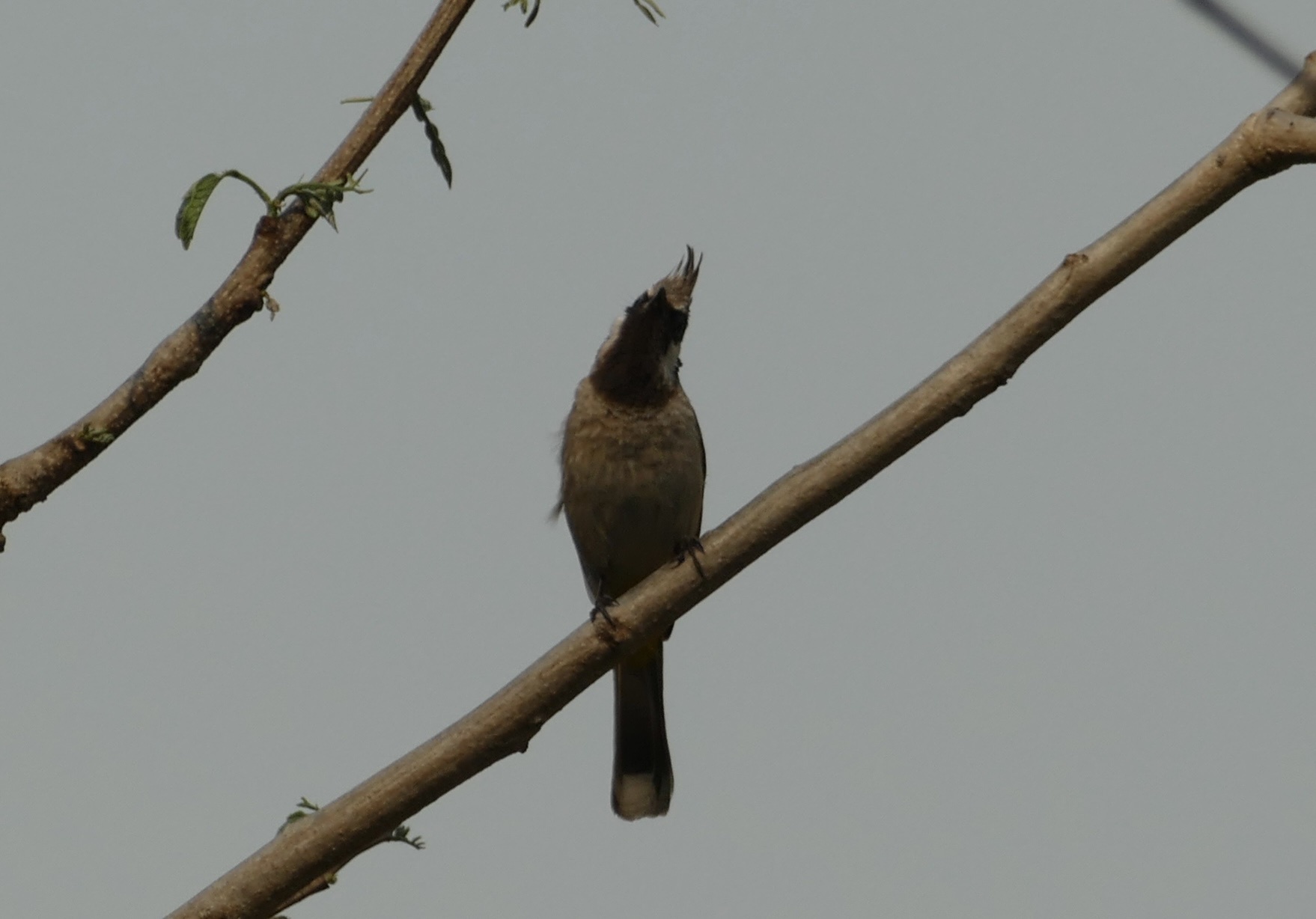 Himalayan Bulbul