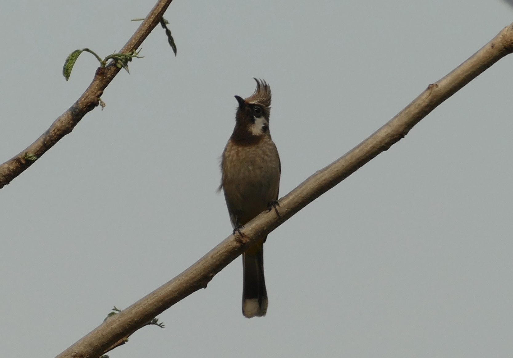 Himalayan Bulbul