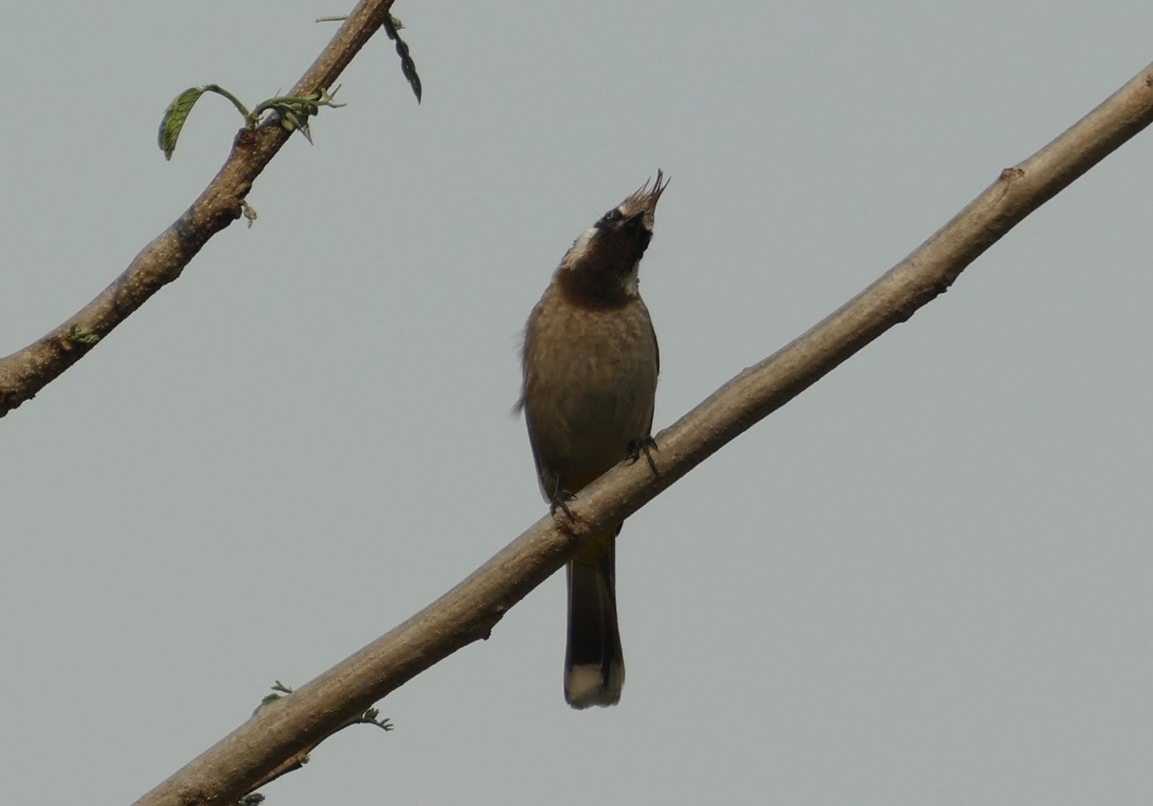 Himalayan Bulbul