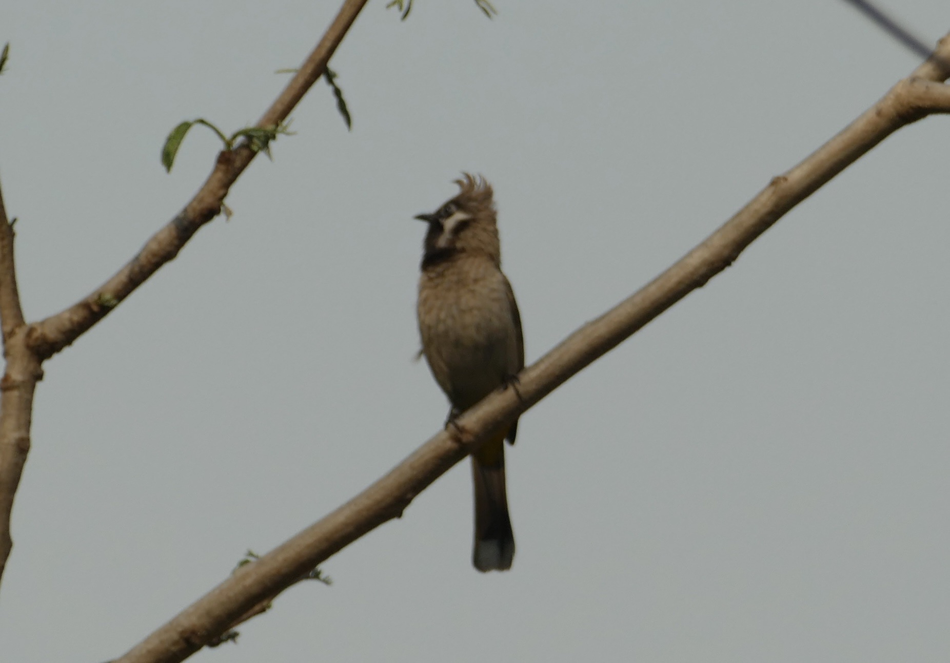 Himalayan Bulbul