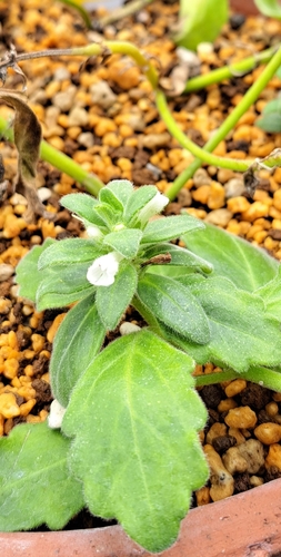 Ajuga boninsimae iNat (1)