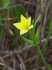 Centaurium maritimum