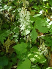 Tiarella austrina
