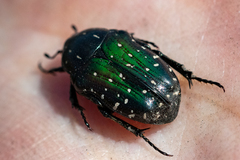 Leucocelis adspersa adspersa