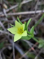 Centaurium maritimum