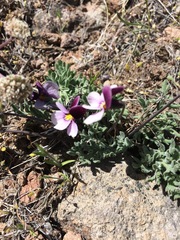 Viola beckwithii