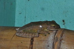 Boophis albilabris