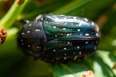 Leucocelis adspersa adspersa