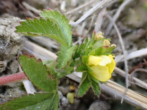 Potentilla sundaica
