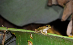 Boophis albilabris