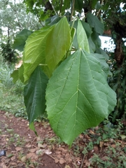 Alchornea