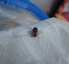 Podabrus brevicollis