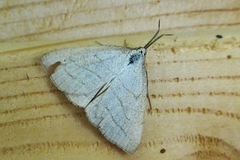 Polypogon tentacularia