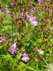 Penstemon tenuis