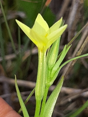 Centaurium maritimum