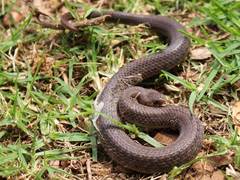Cope's Earth Snake photo 2