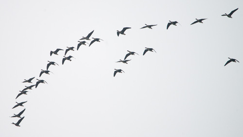 Greater White-fronted Goose