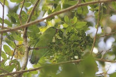 Forpus cyanopygius insularis